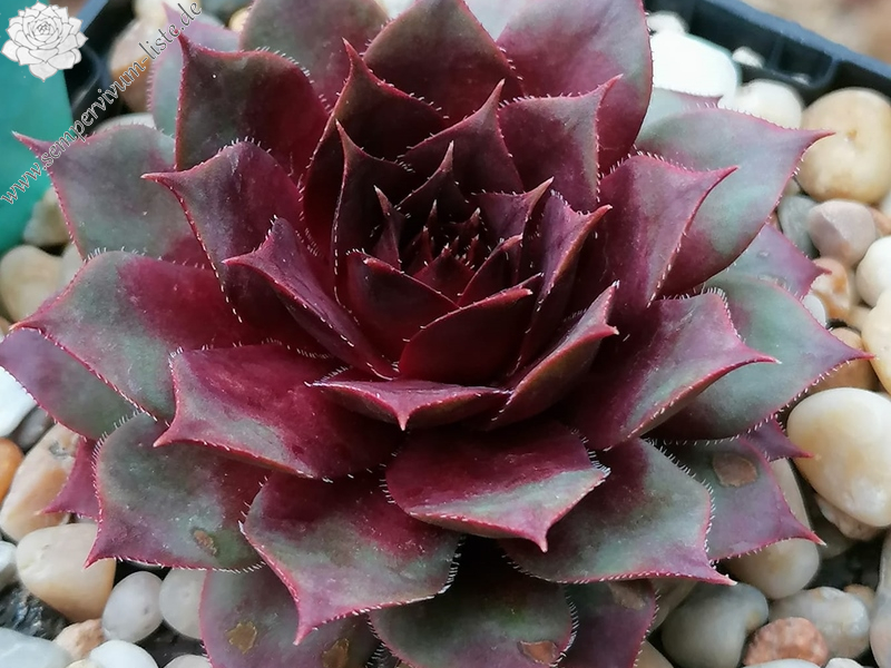 Dragonella (Netzfund)