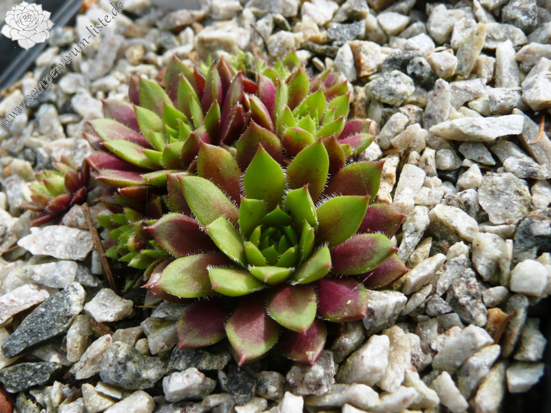 Spatulacea