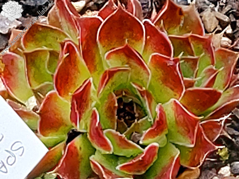 Tristande Cunha / Jovi