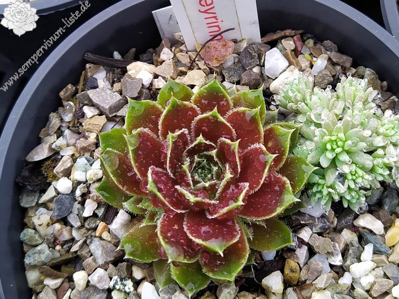 Korspelse Peyrinne / Jovi