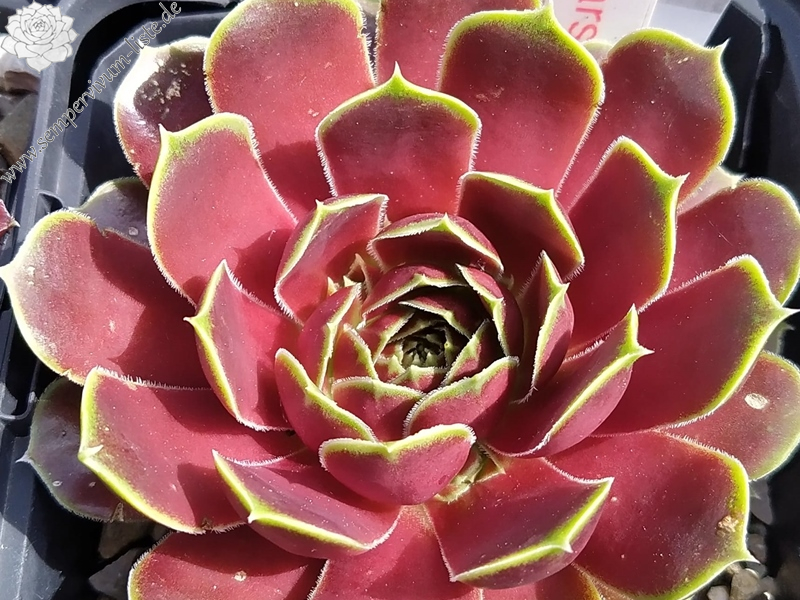 Korspelse Varsha / Jovi