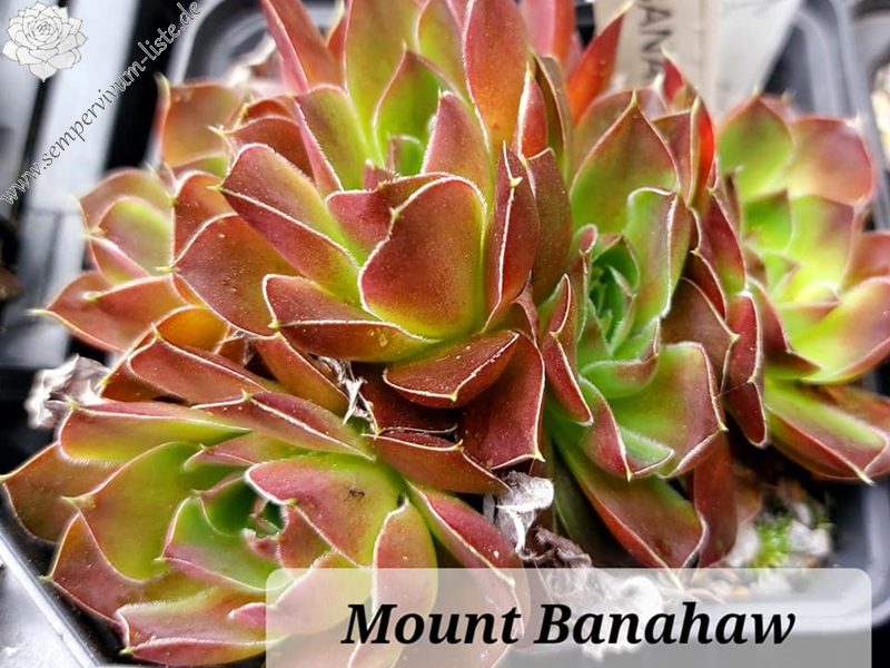 Mount Banahaw / Jovi