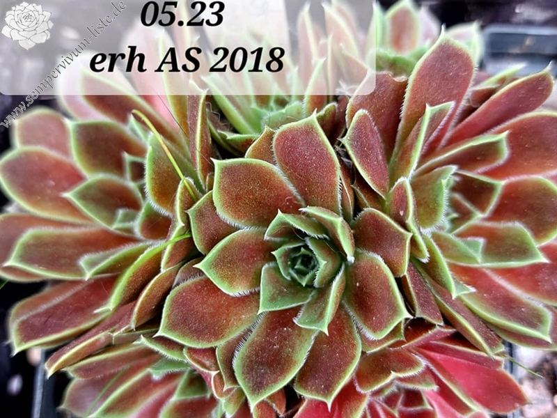 Mount Bermina / Jovi