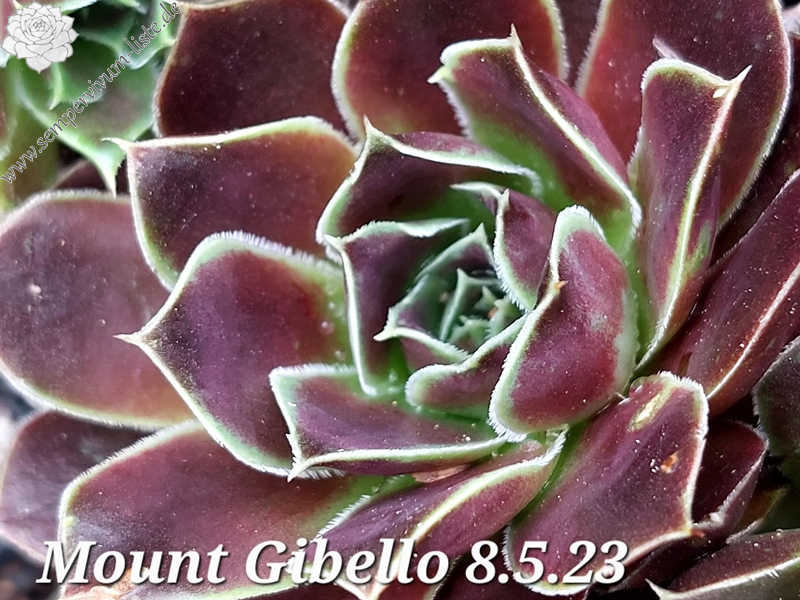 Mount Gibello / Jovi