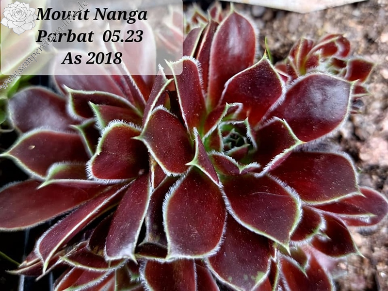 Mount Nanga Parbat / Jovi