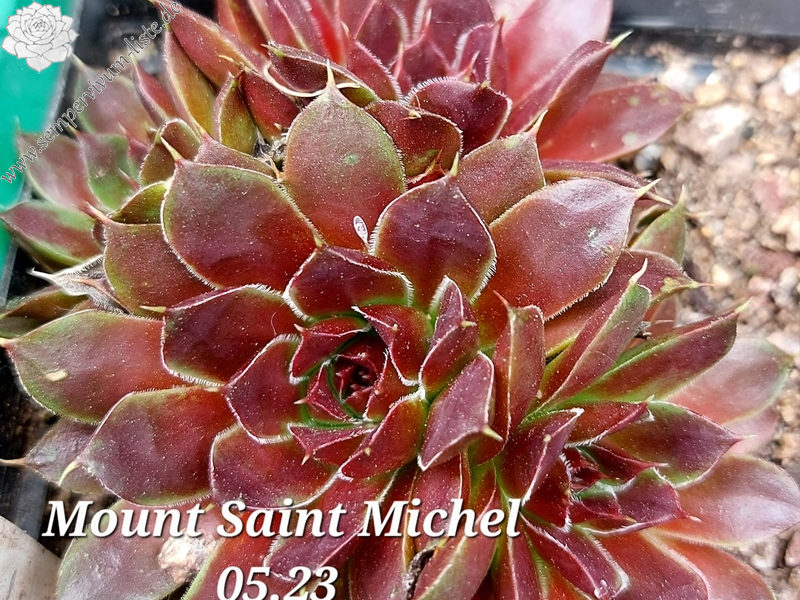 Mount Saint Michel / Jovi