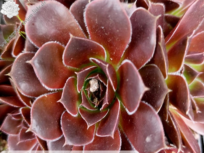 Mount Vesuvio / Jovi