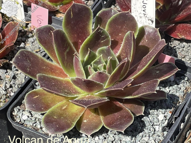 Volcan de Aqua / Jovi