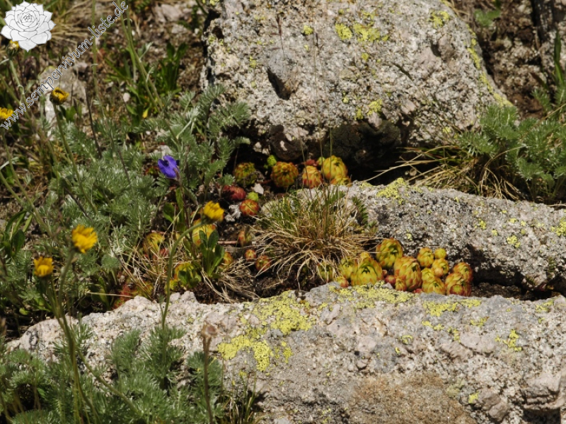 ekimii from Büyükdeniz Gölu