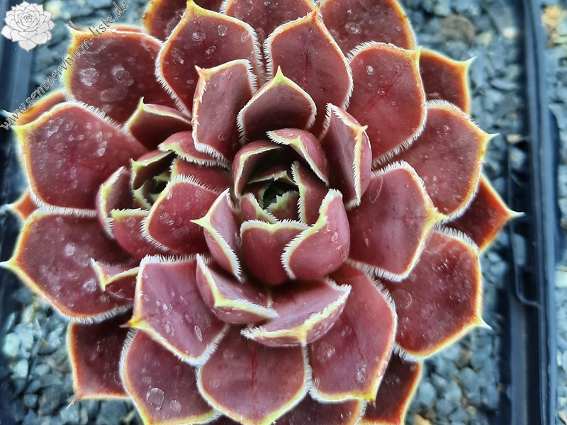 Kaus Australis