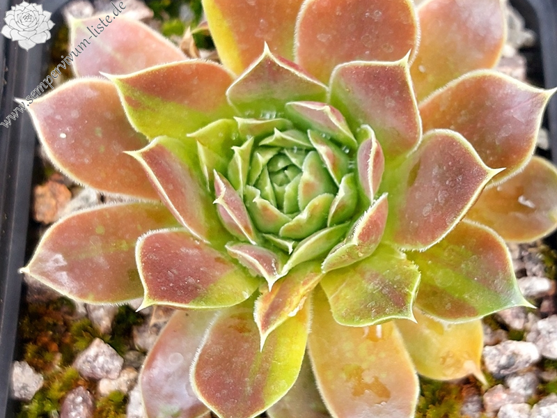 Korspelse Jaike / Jovi