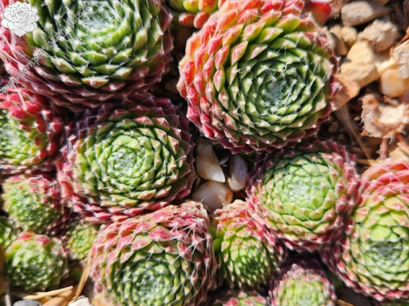 Spherischer Typ (NG)