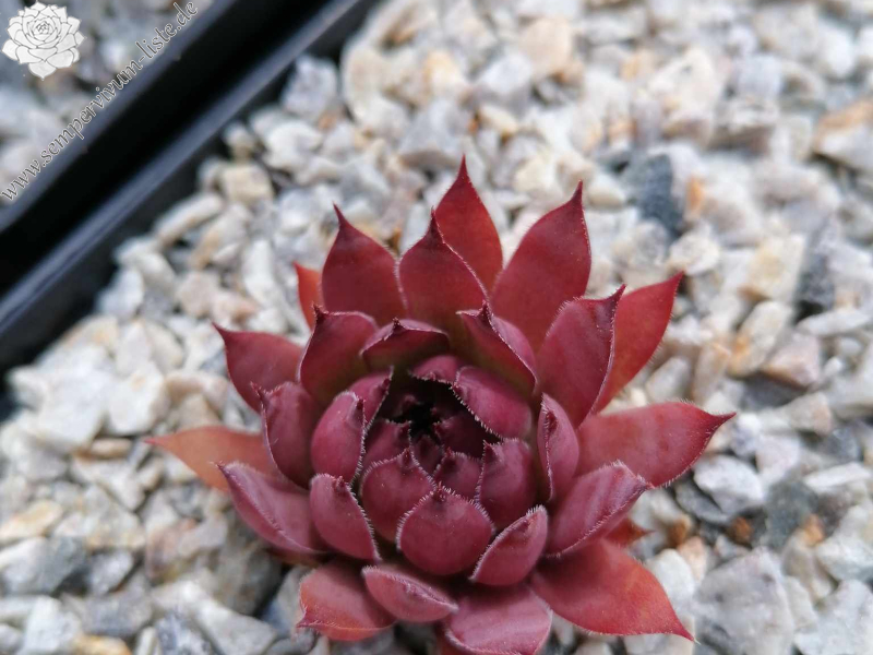 Alpentraum