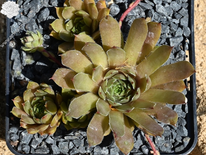 Andinn Secret Passion