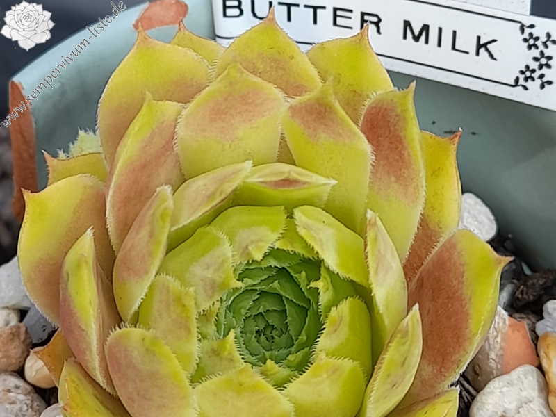 Buttermilk