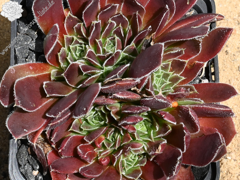 Kleiner Krieger / Jovi 