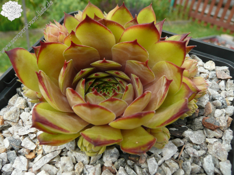 Desert Beauty