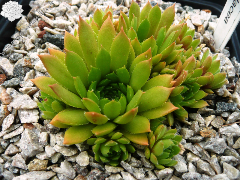 Spatulacea
