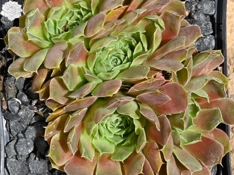 Piek van Orizaba / Jovi 