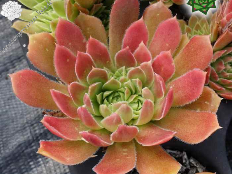 aufgenommen am 4. Juli 2023