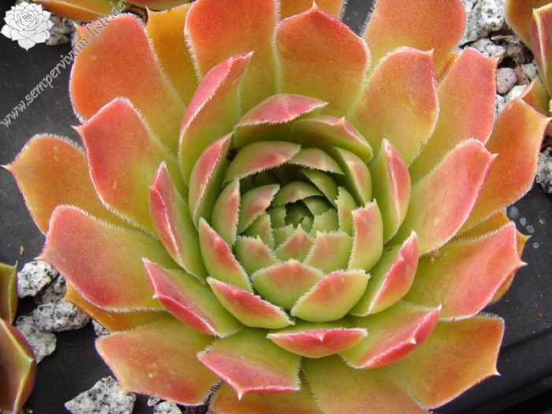 aufgenommen am 16. Juni 2014