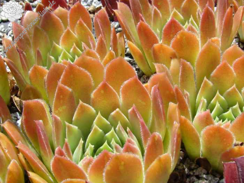 aufgenommen am 7.7.2016