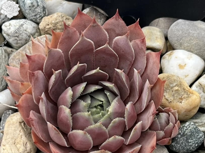 Pink Lotus