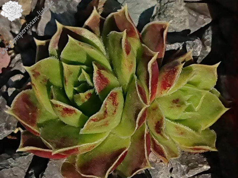 Alice du Pont / Jovi