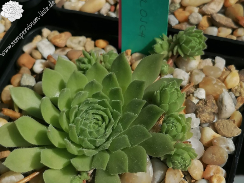 Grünfrosch (Netzfund)