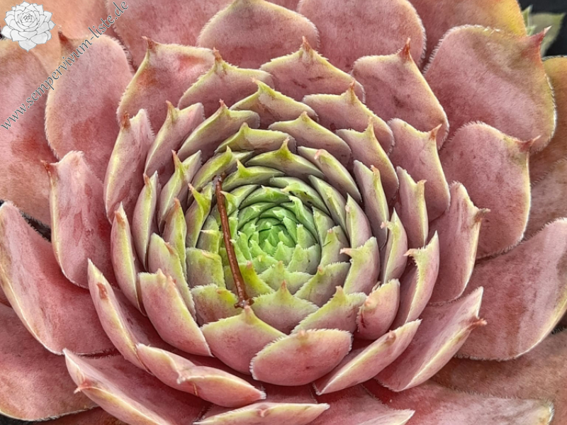 Just Pinkest