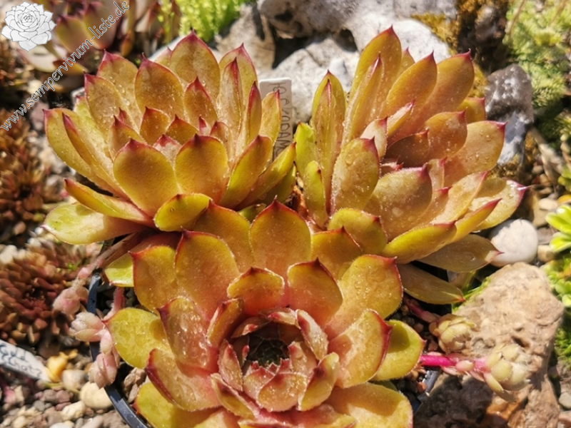 Karamell (Netzfund)