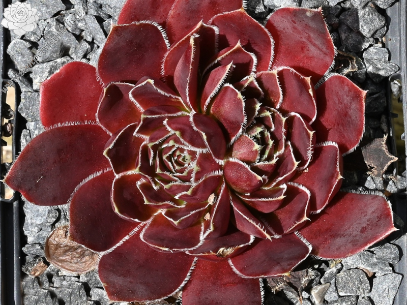 Korspel Foggy Dew / Jovi