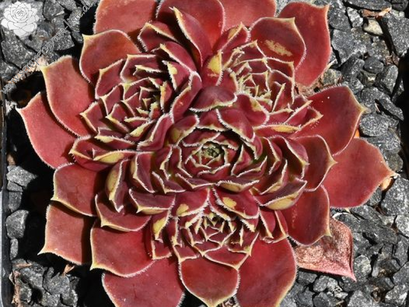 Korspelse Arlgard / Jovi