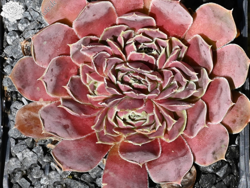 Korspelse Netiya / Jovi