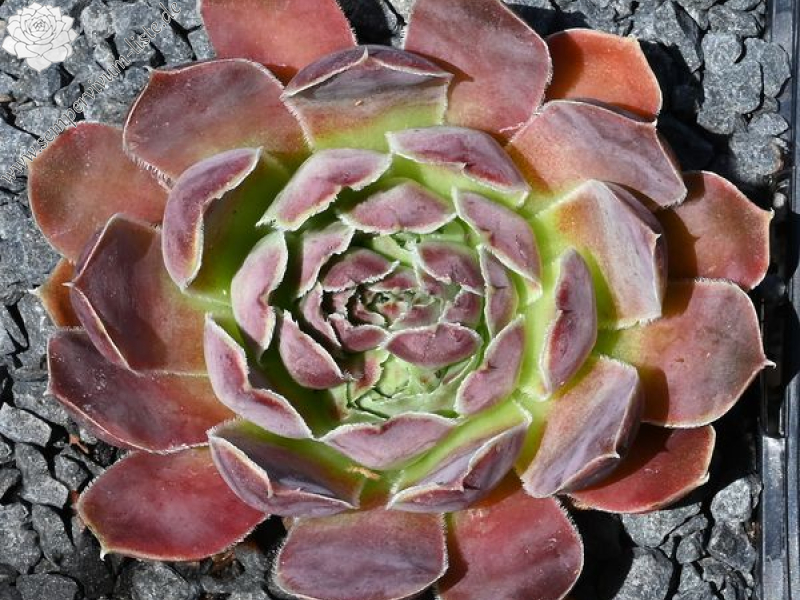 Korspelse Netiya / Jovi