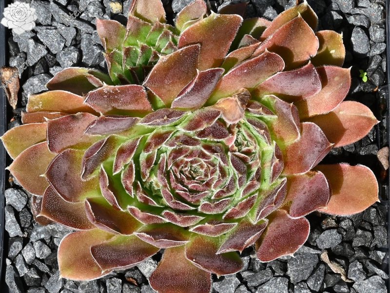 Korspelse Soile / Jovi