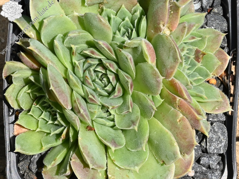 Korspelse Zelmide / Jovi