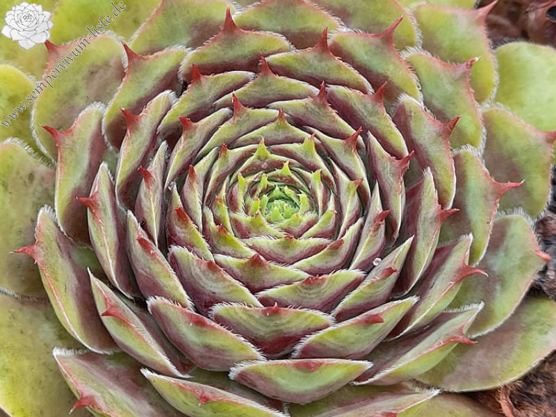 Lilac Sunbo