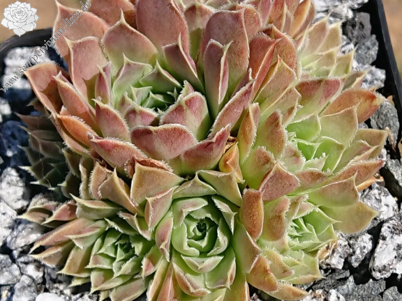 Mayapán / Jovi (Netzfund)