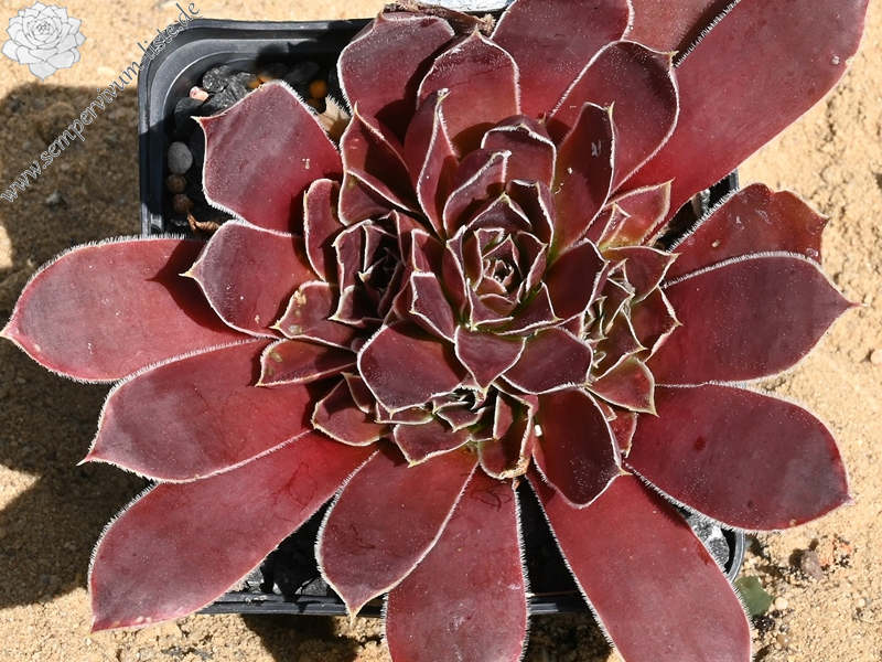 Mount Mer de Glace / Jovi