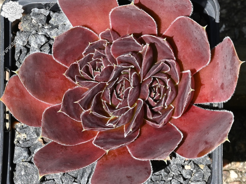 Oma's Zomerkind / Jovi