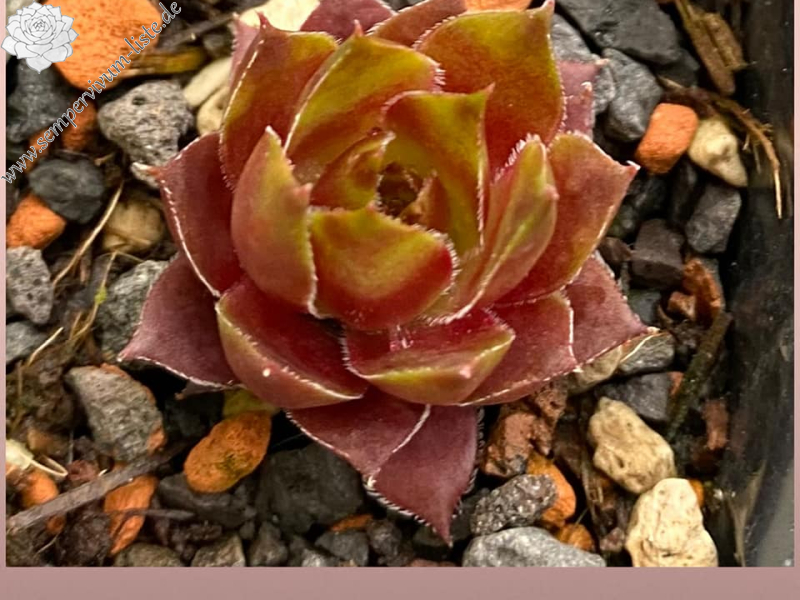 Pflaumensorbet (Netzfund)