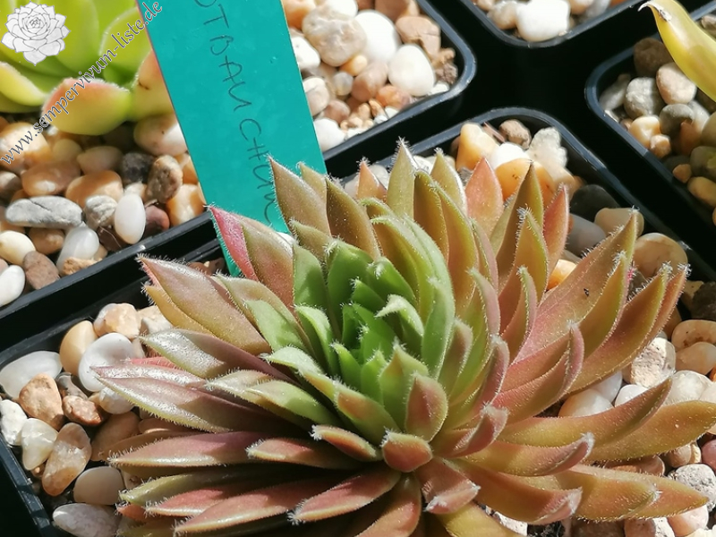 Rotbauchunke (Netzfund)