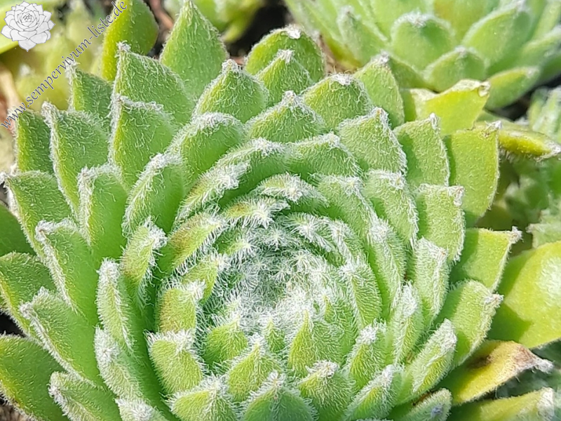 Strawberry Sponge