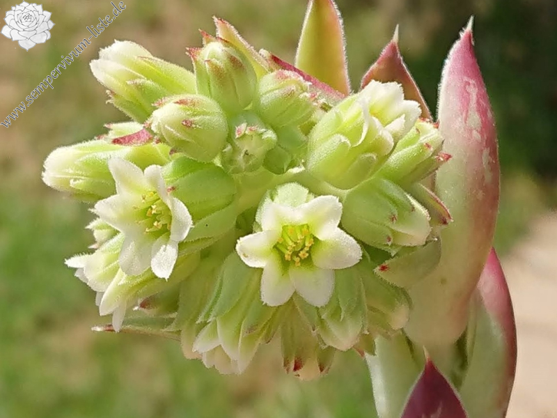 Tabaluga / Jovi (Netzfund)