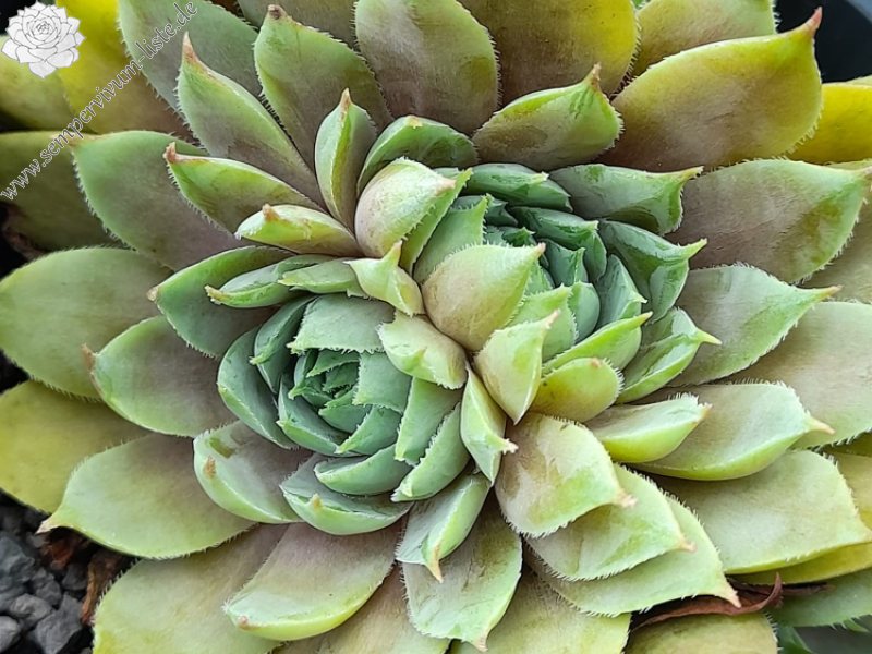 Thistle