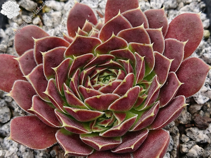 Elliot / Jovi (Netzfund)