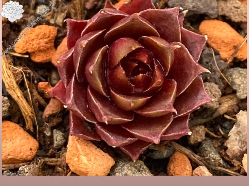 Morning sunshine (Netzfund)