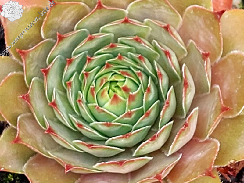 Papa Bär (Netzfund)