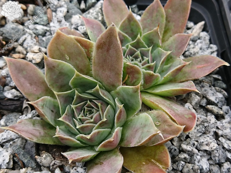 Tabaluga / Jovi (Netzfund)